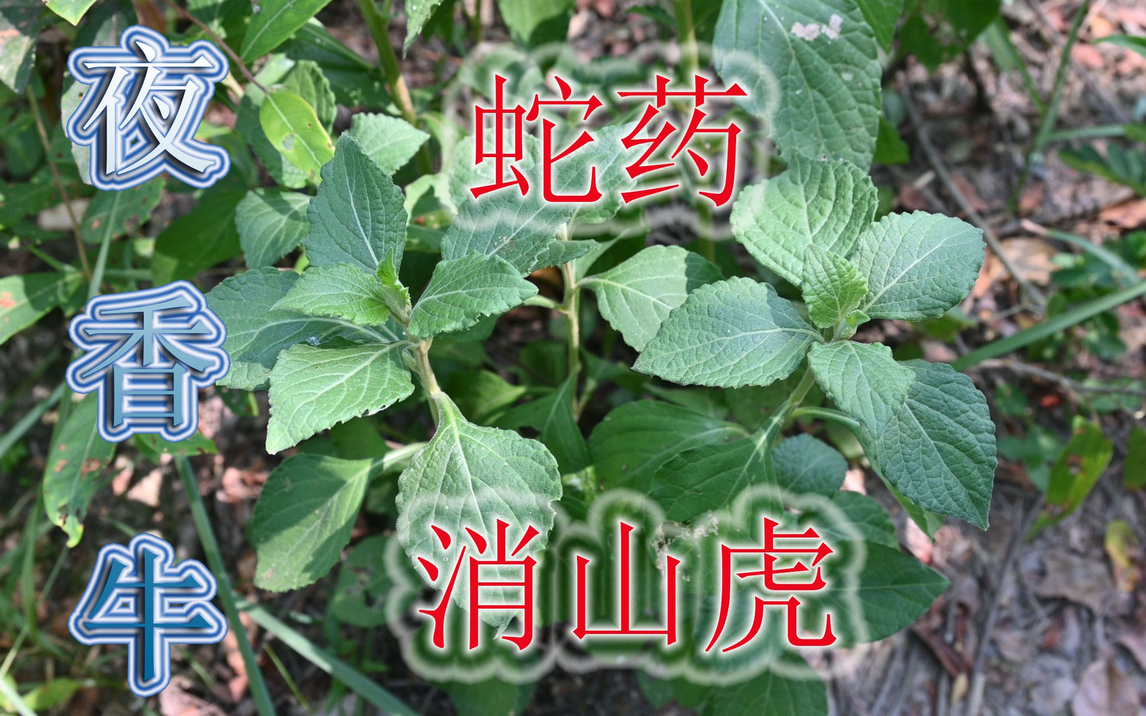 肖山虎草药植物图图片
