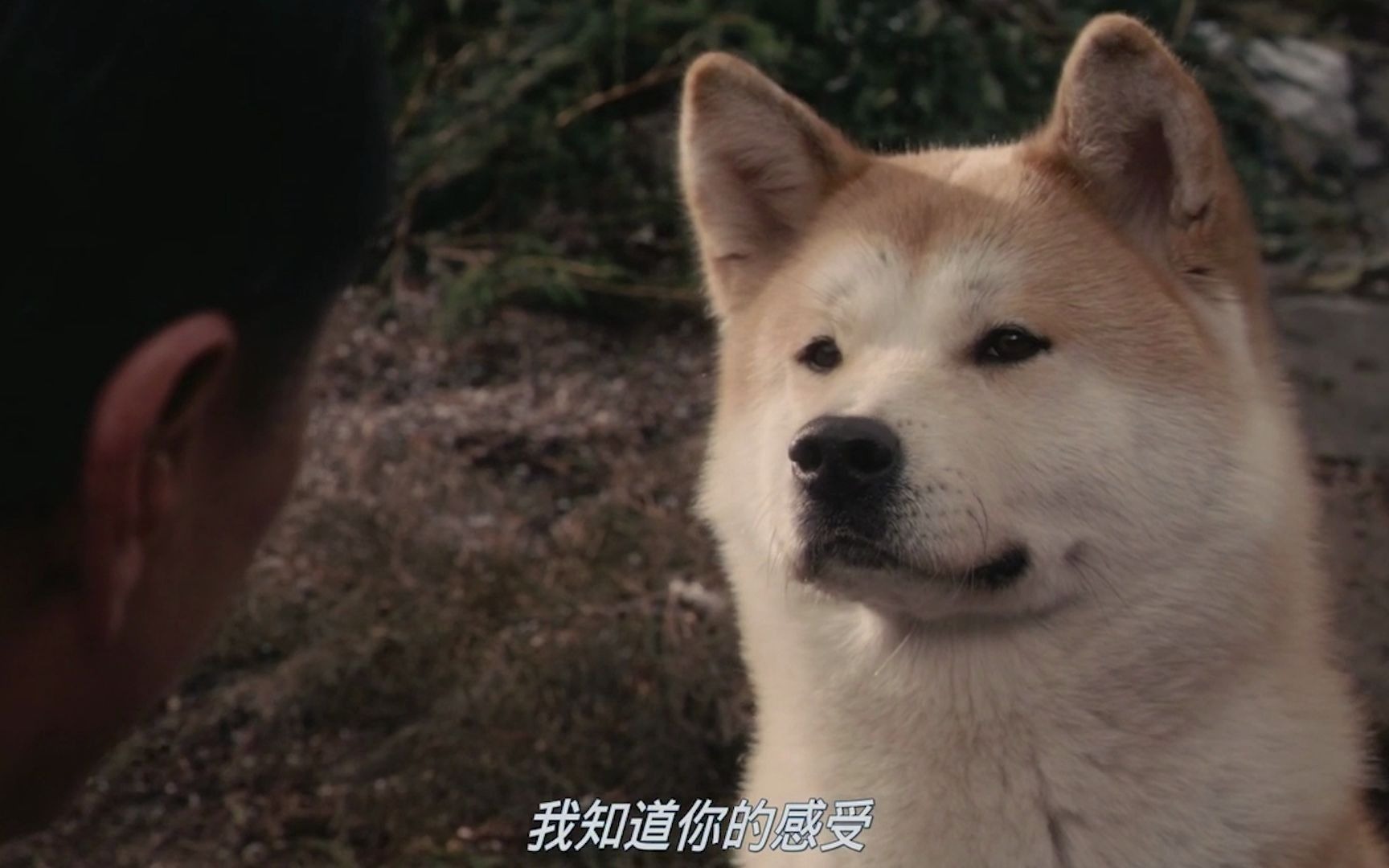 忠犬八公的故事