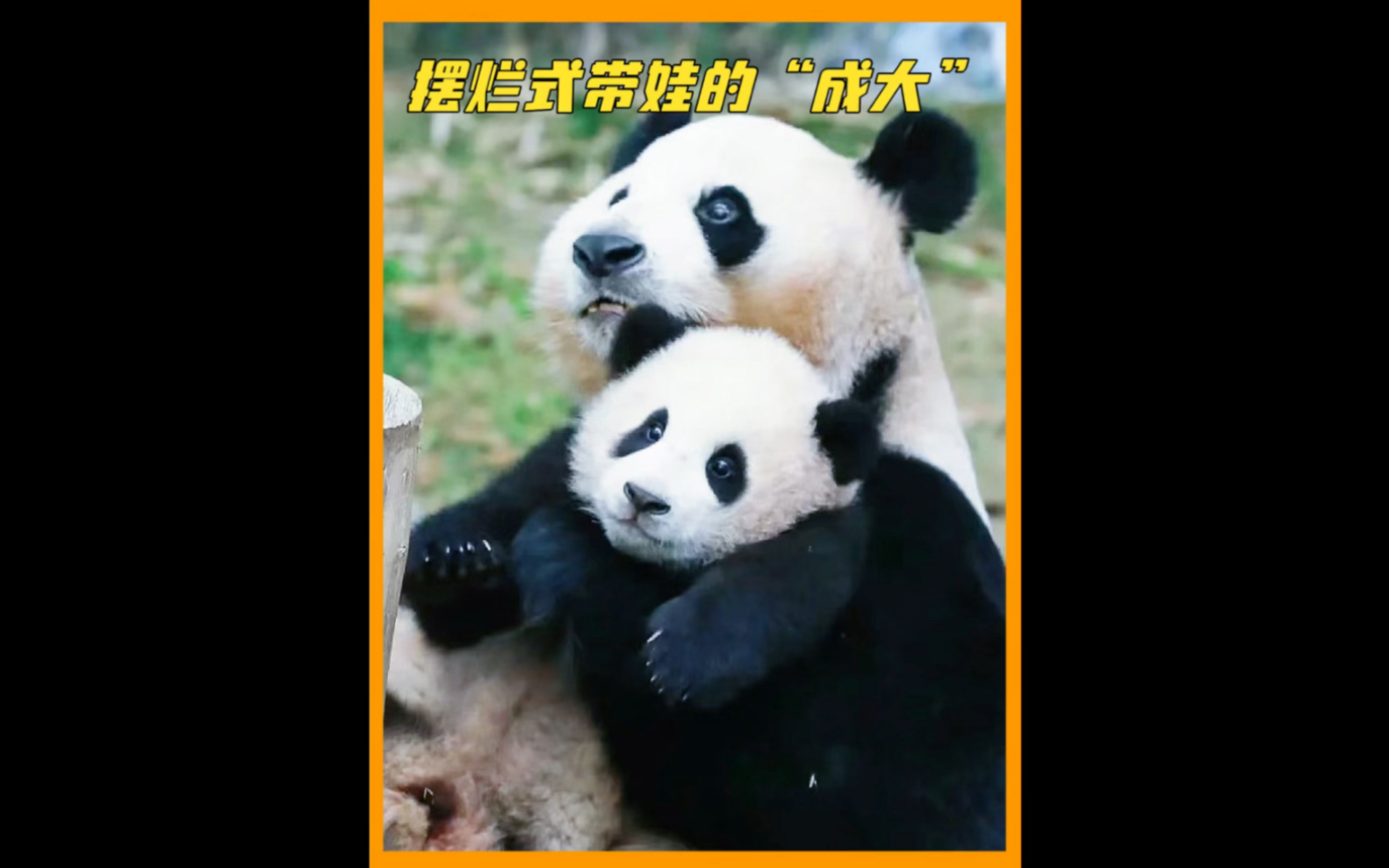 熊猫妈妈成大带娃"活着就好",喝了牛奶忘记崽崽,不是不换,得加蜂蜜