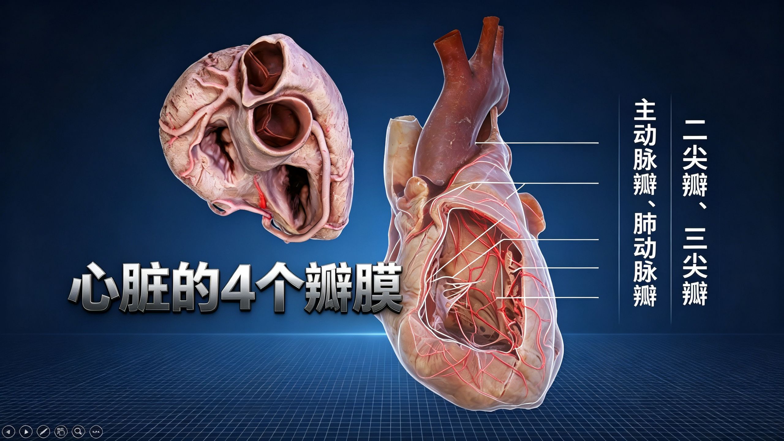心脏内部的四个瓣膜，主动脉瓣、肺动脉瓣、二尖瓣、三尖瓣。