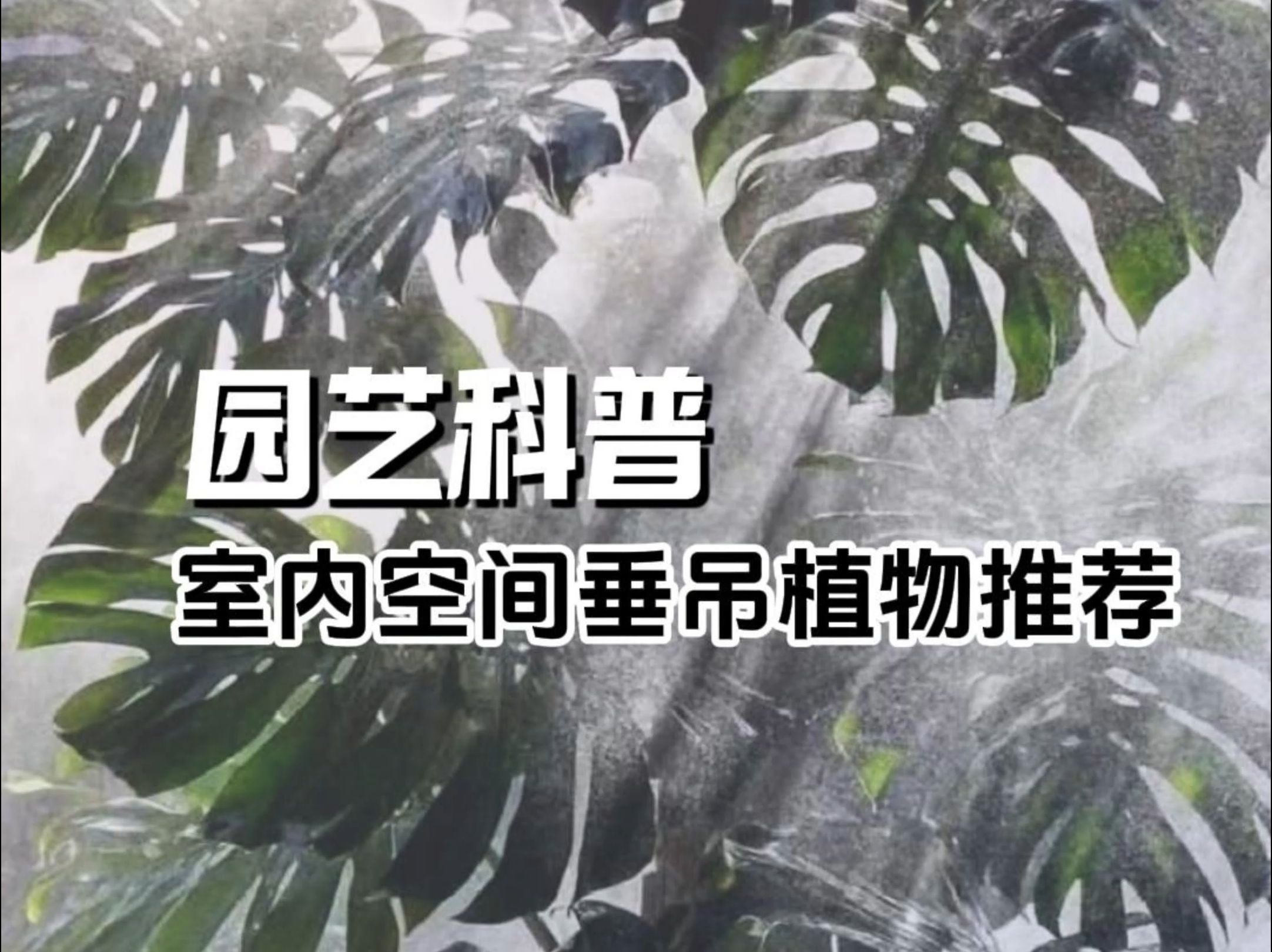 可以悬挂的植物有哪些?哔哩哔哩bilibili