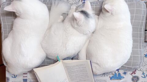 正月十五日的天就快要亮了 喧嚣了一夜的长安城即将再次沐浴在阳光之下 长安十二时辰 第23章辰正 哔哩哔哩 Bilibili