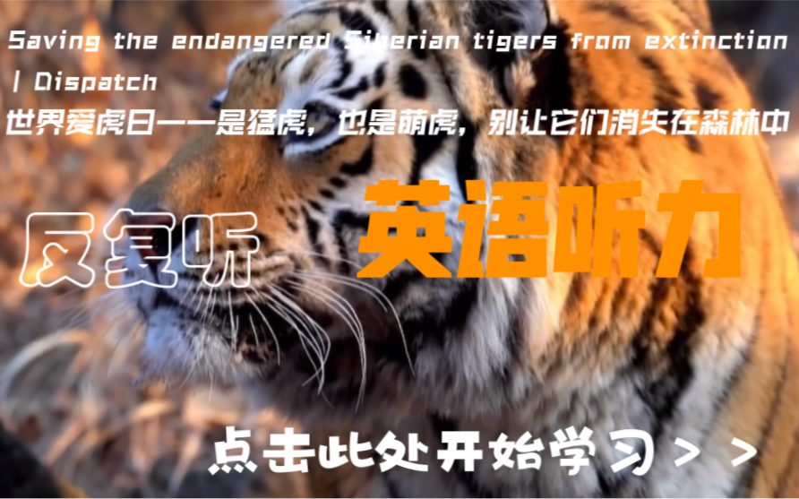 Saving the endangered Siberian tigers from extinction世界爱虎日——是猛虎,也是萌虎,别让它们消失在森林中哔哩哔哩bilibili