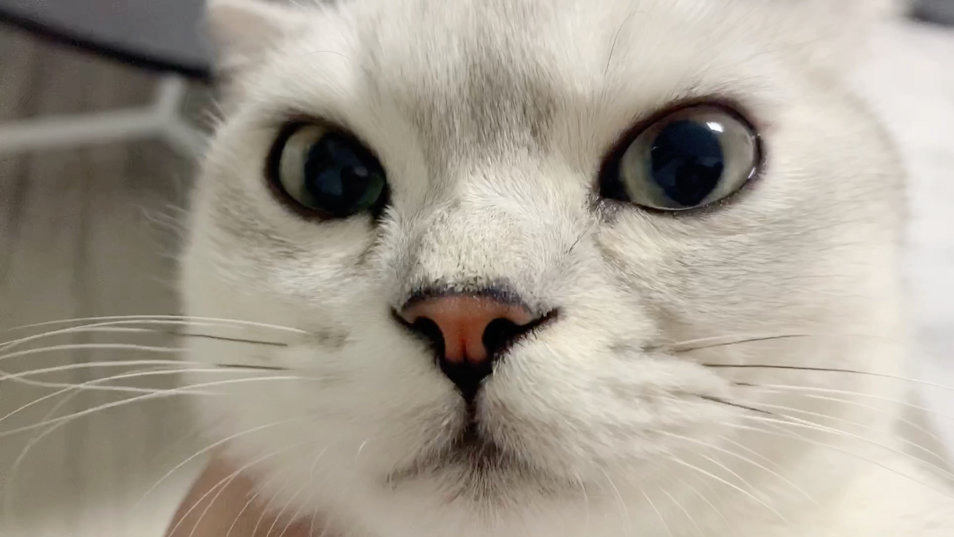 憨憨猫咪也要过七夕!看我的眼神!