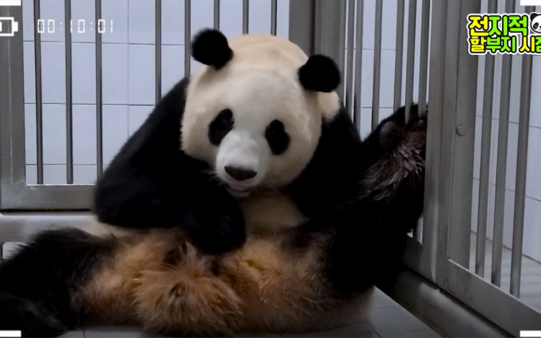 大熊猫华妮 母爱太伟大了!生完把两个孩子都抱在怀里!230711