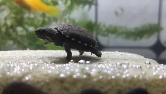 新加入团队的小头盔