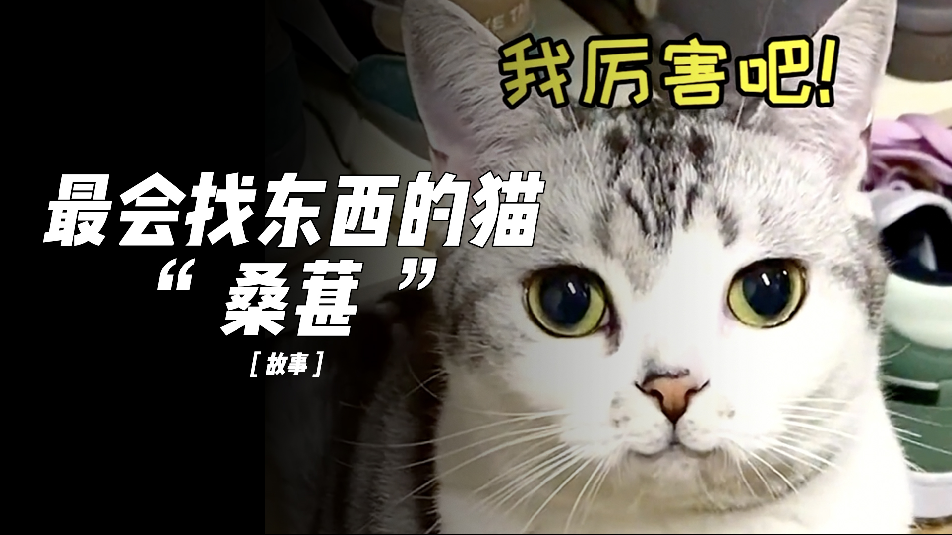 全网最会找东西的猫咪“桑葚”哔哩哔哩bilibili