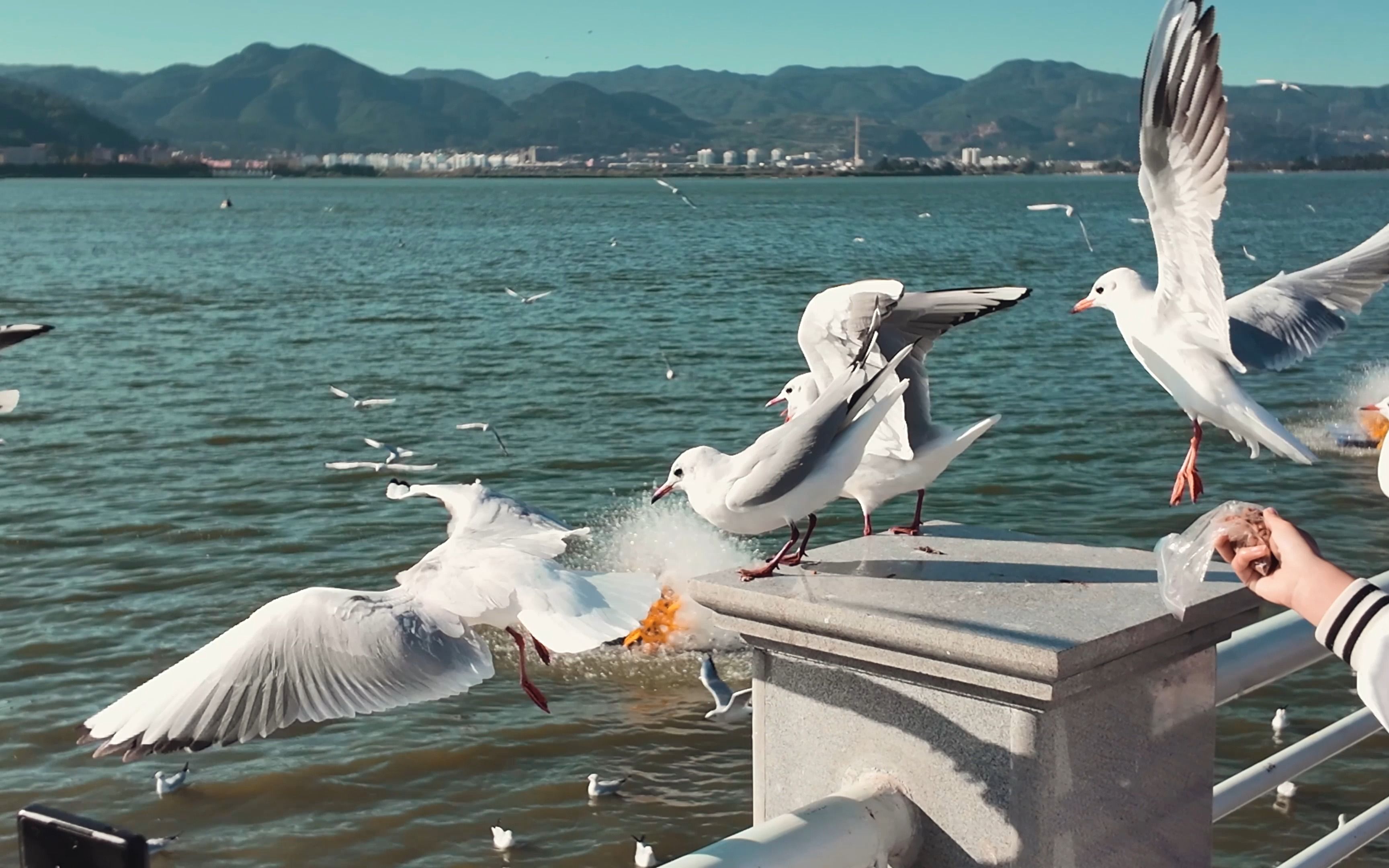 要来滇池看看海鸥