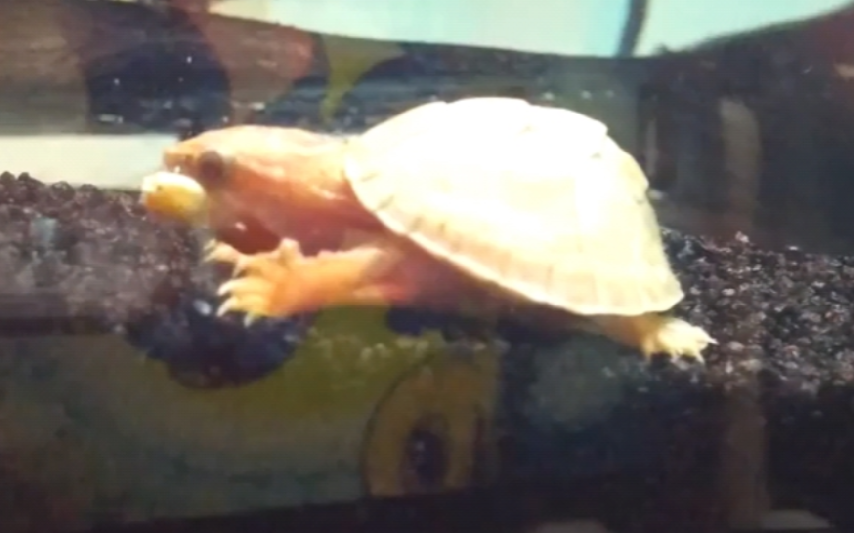 【原声】国外大佬白化麝香苗喂食记录