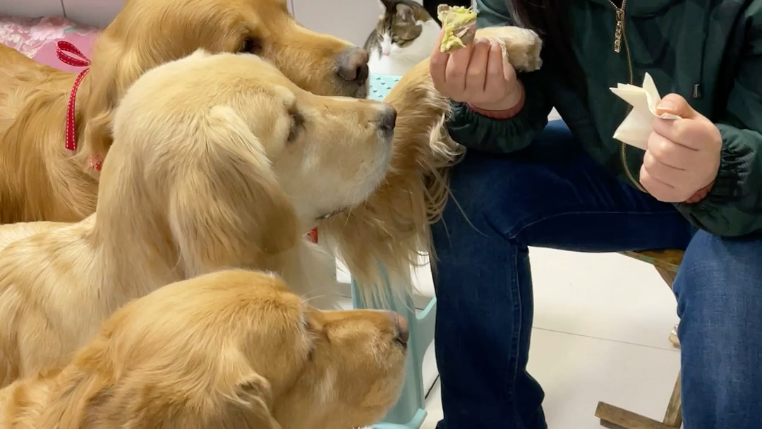 跟铲屎官抢东西吃的狗子