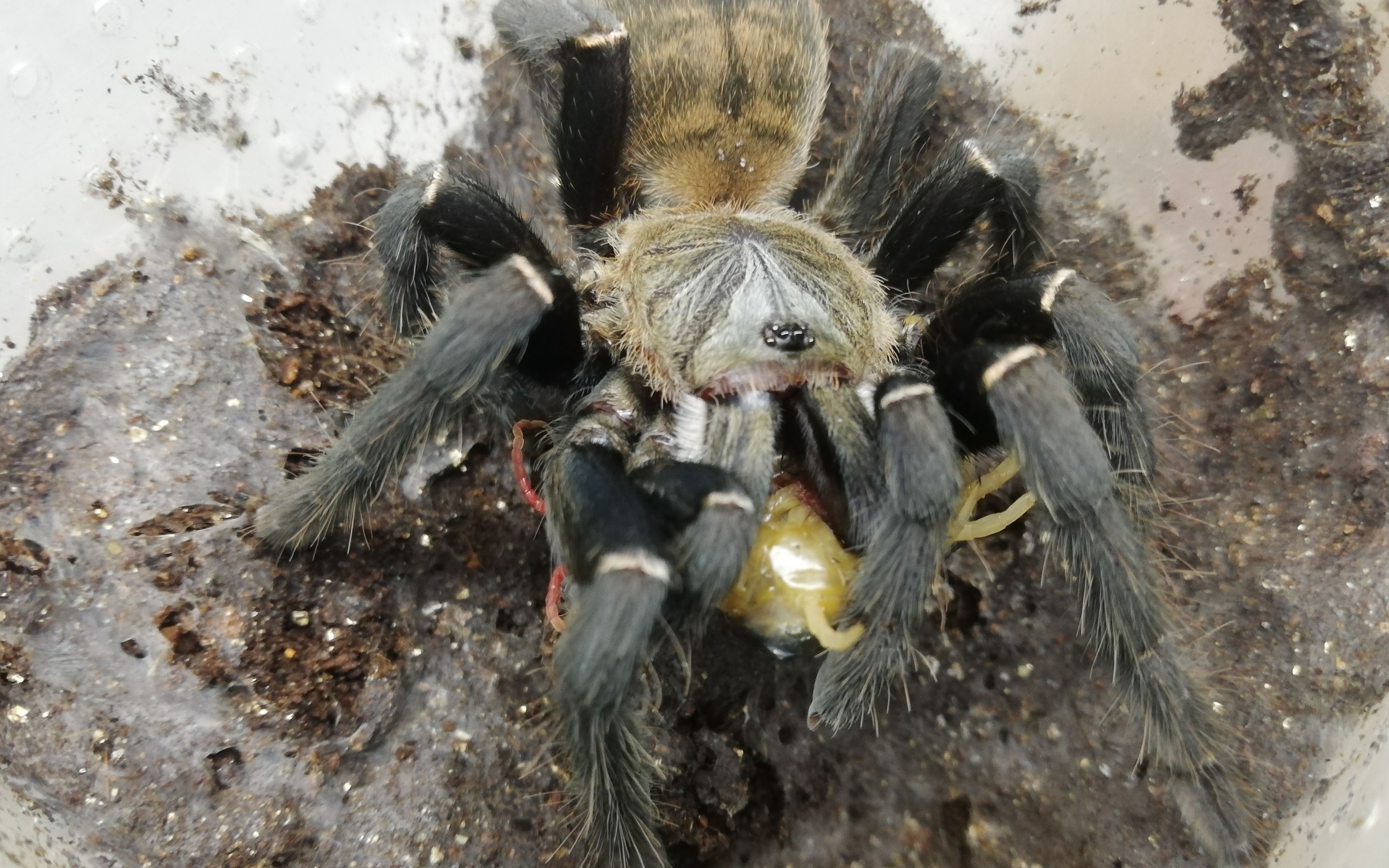 海南捕鸟蛛秒杀少棘蜈蚣_哔哩哔哩_bilibili