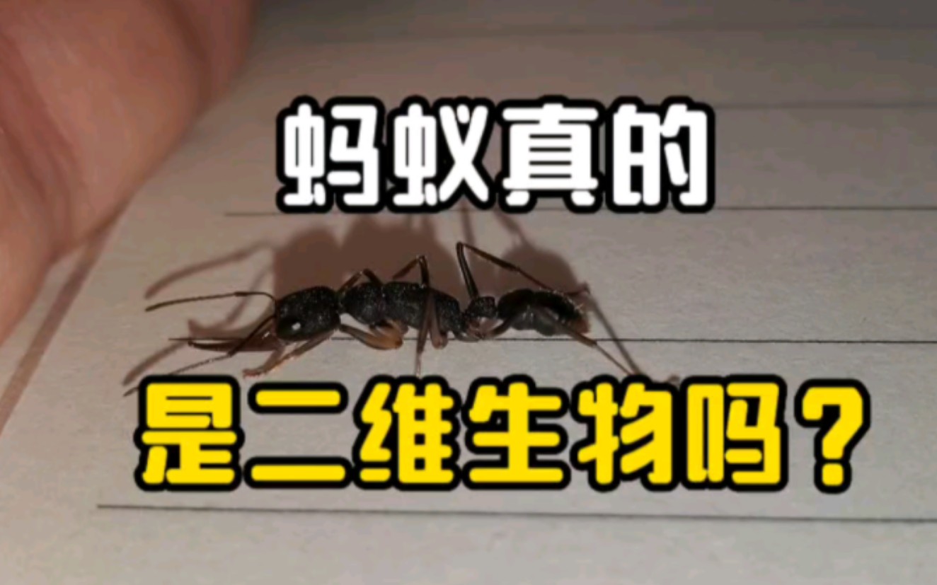 【辟谣】蚂蚁真的是二维生物吗?哔哩哔哩bilibili