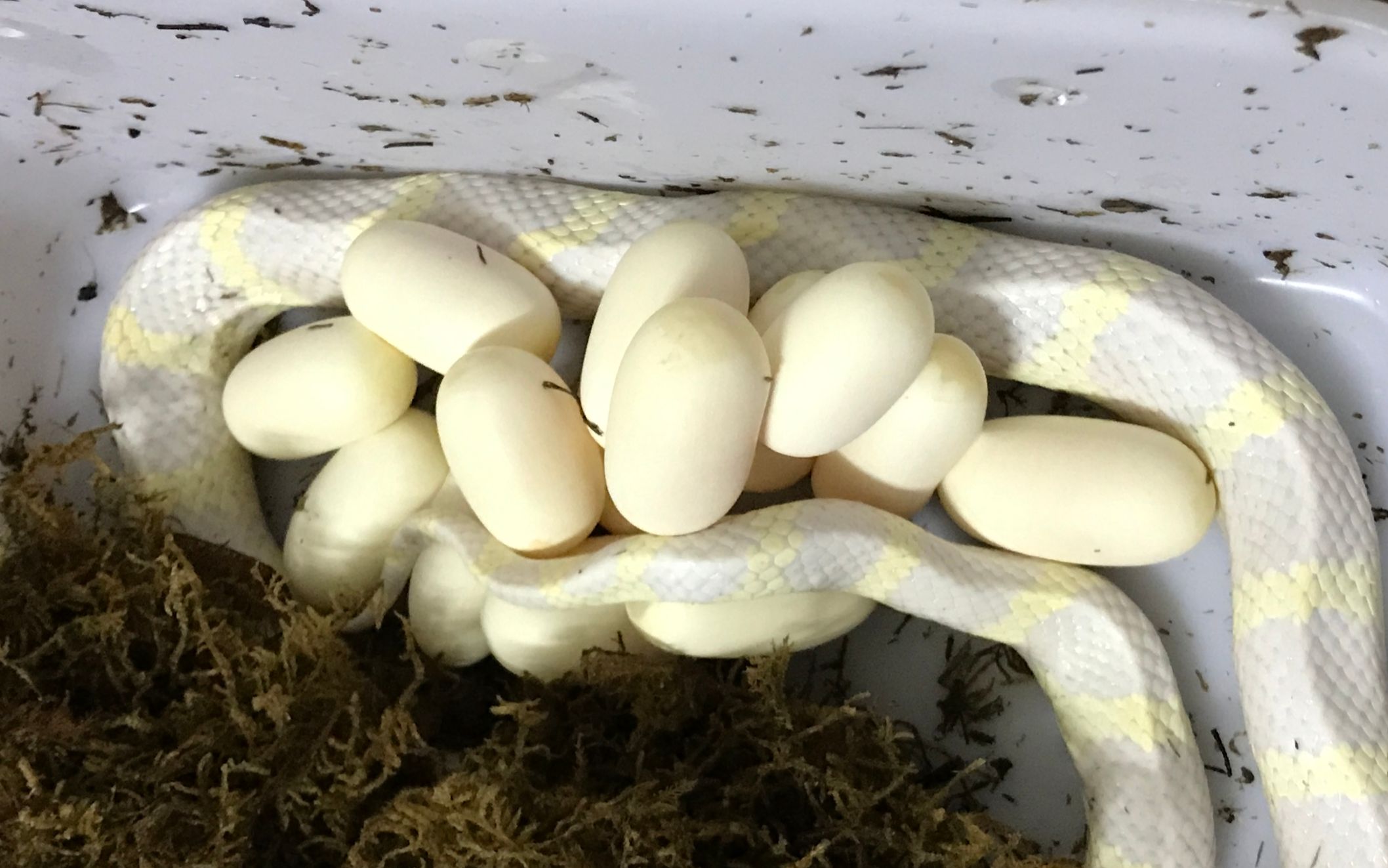 假巢蛇的蛋图片