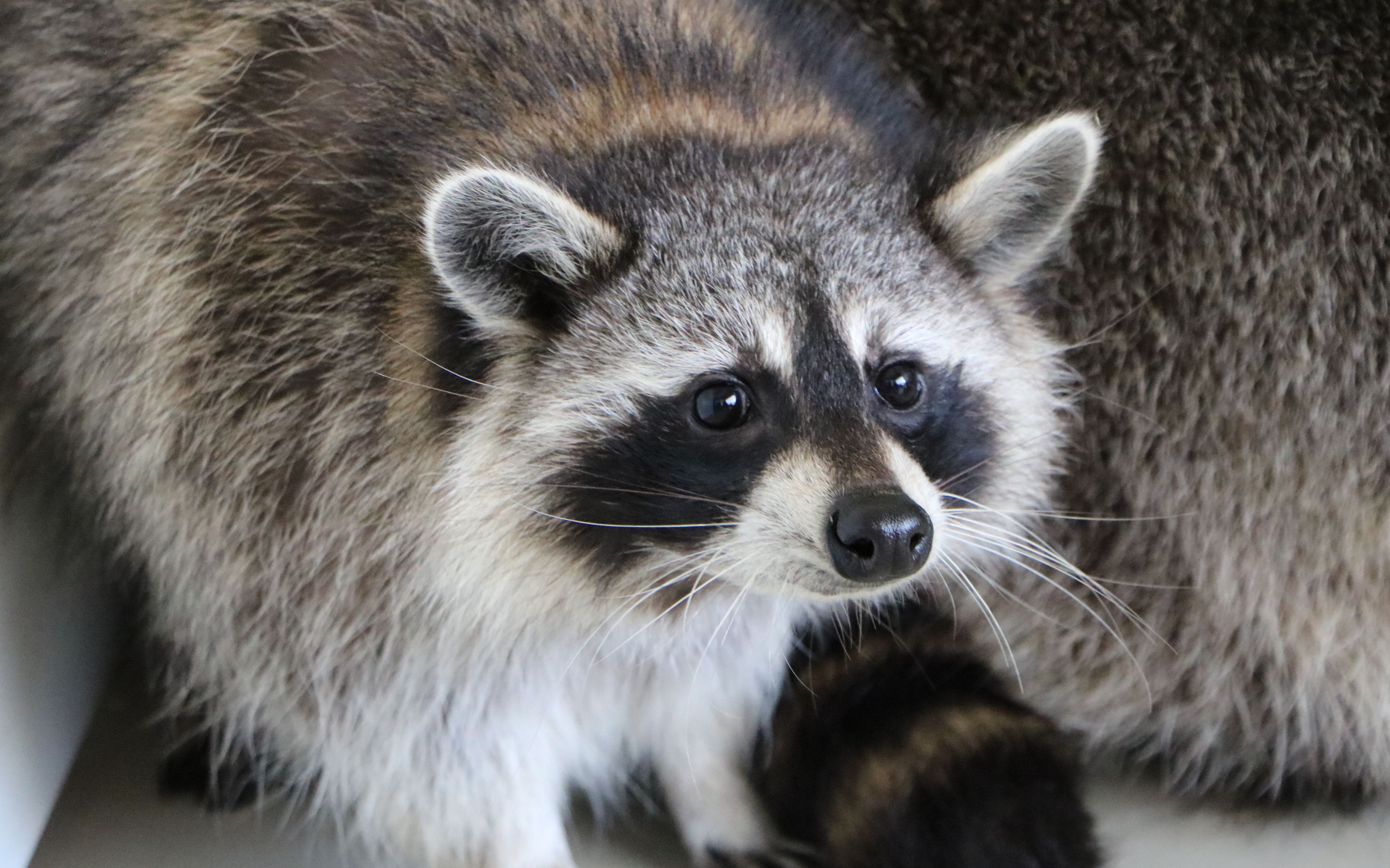 【浣熊】我胖了,没有一块果果是无辜的!