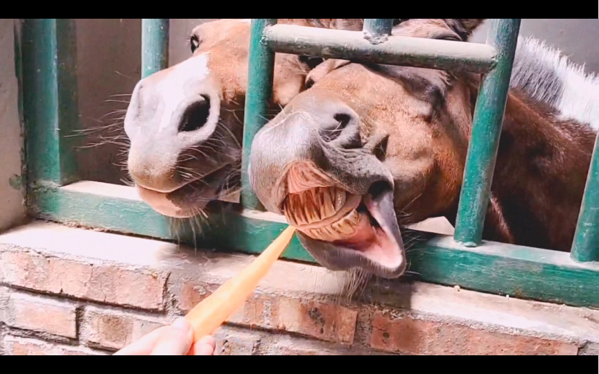马场生活一起吃胡萝卜叭马儿的发型都好拉风