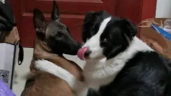 小马犬 哔哩哔哩 Bilibili 小马犬 哔哩哔哩 Bilibili