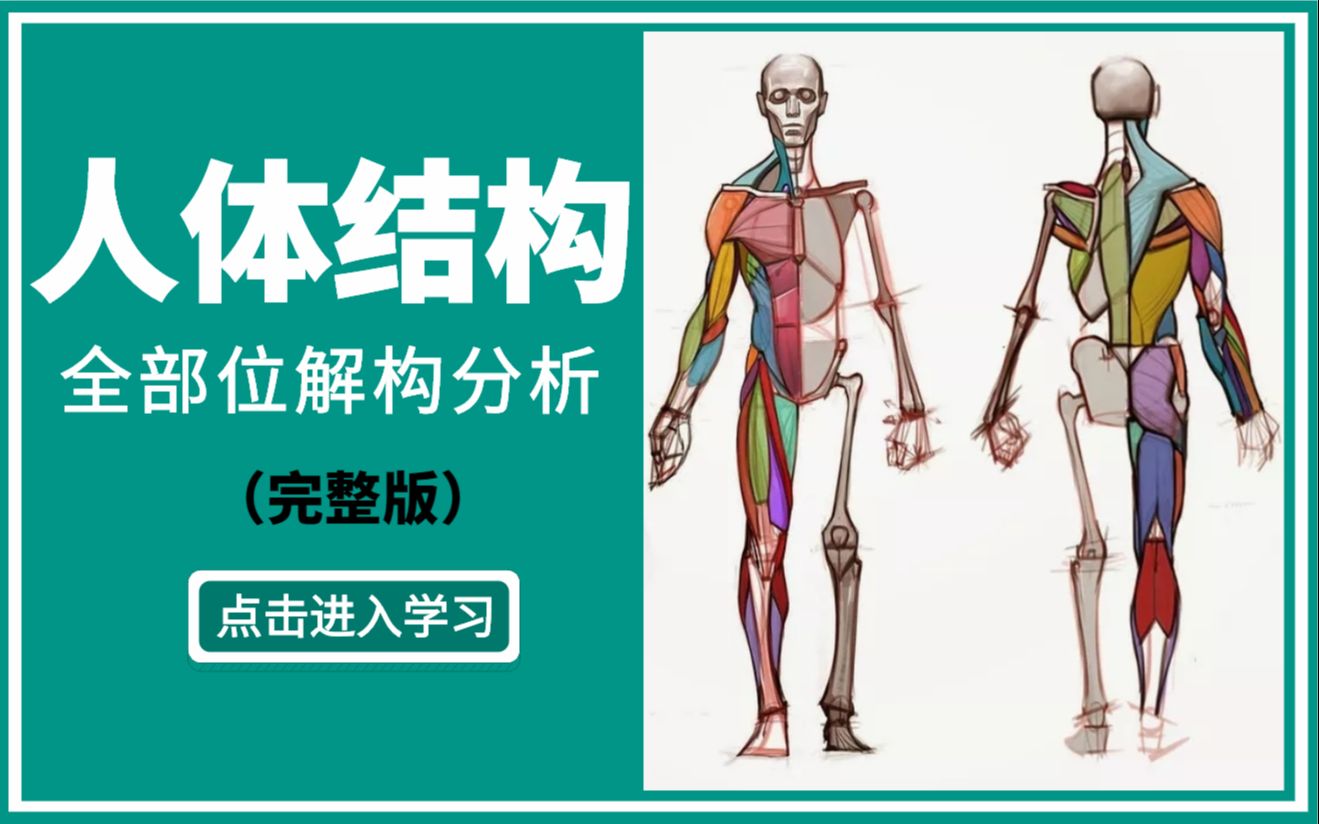 [图]码住这套人体结构教学，别再干啃伯里曼啦