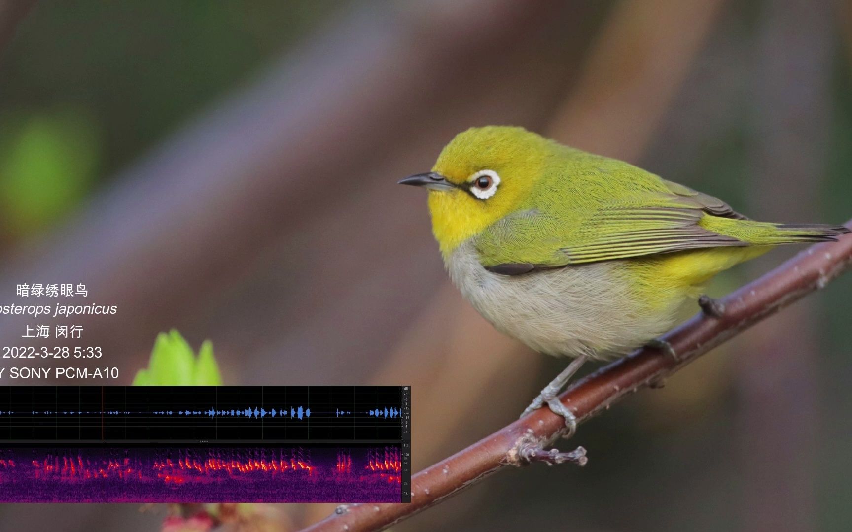 [图]暗绿绣眼鸟(Zosterops japonicus;Warbling White-eye)