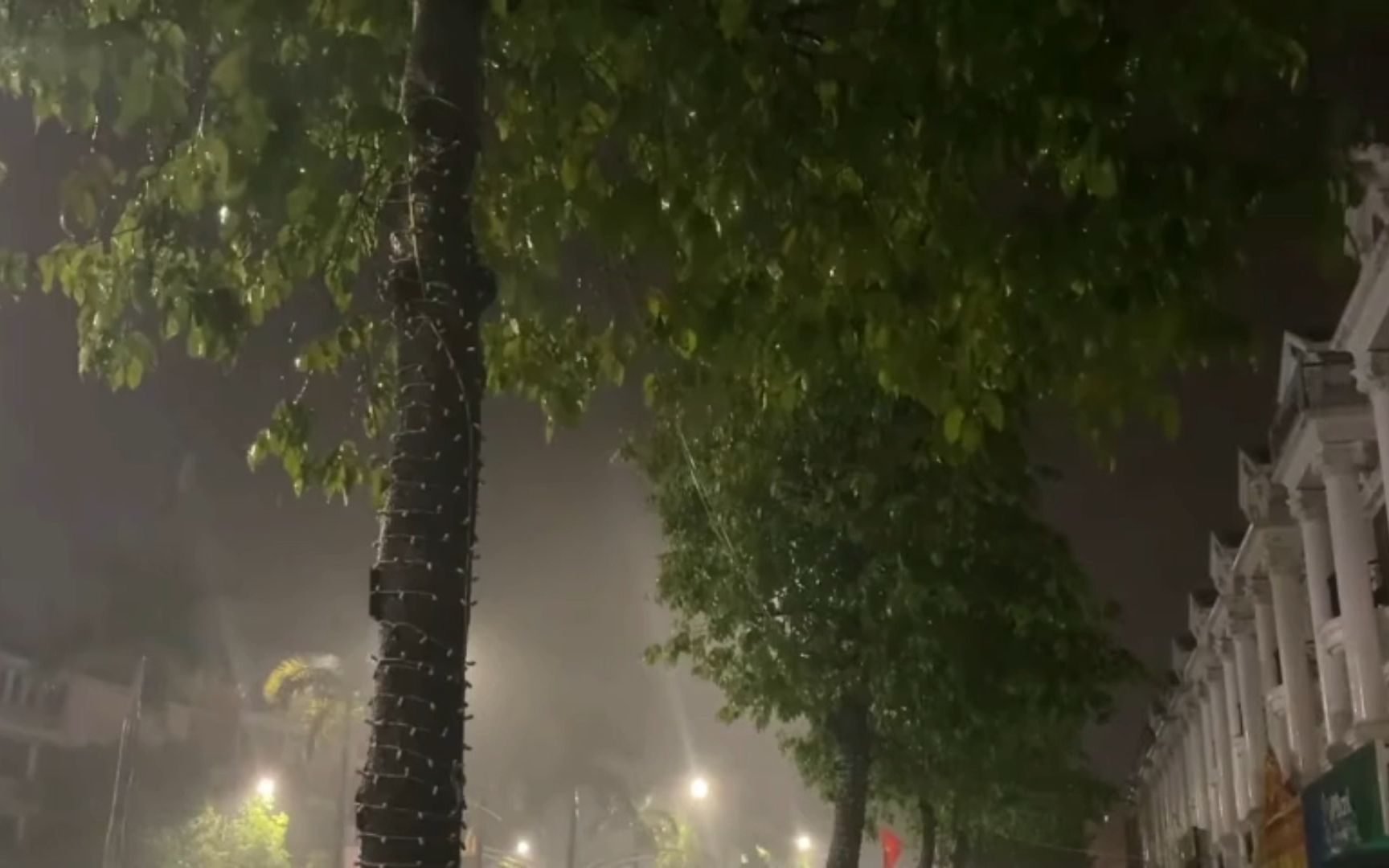 [图]黑夜里下雨的街道，树木在风雨中飘摇，听雨声安静放松