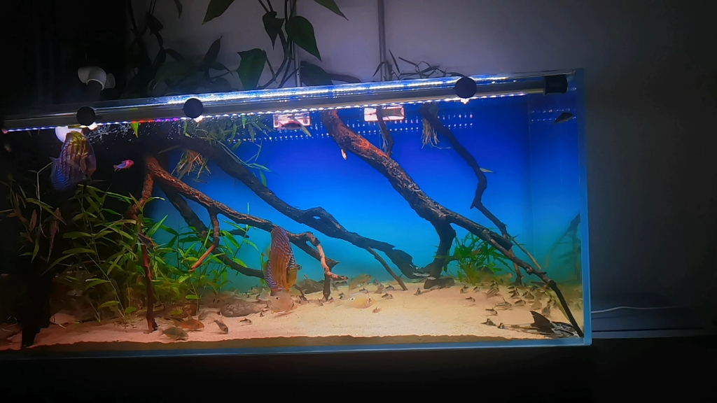 【潘塔纳尔鼠鱼】最新视频来袭,快来看看吧!