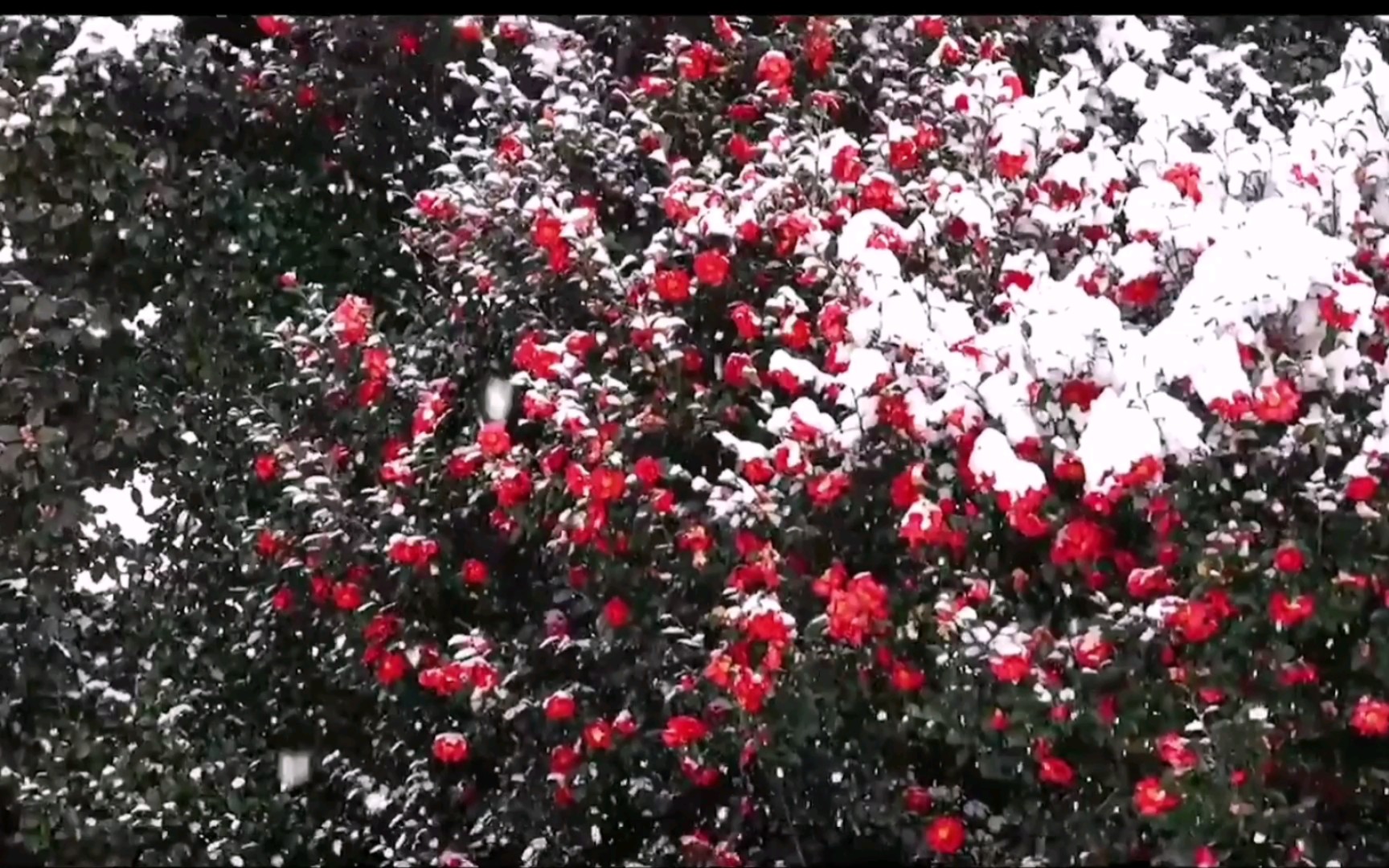 [图]“我已经开始期待雪中的山茶花了”