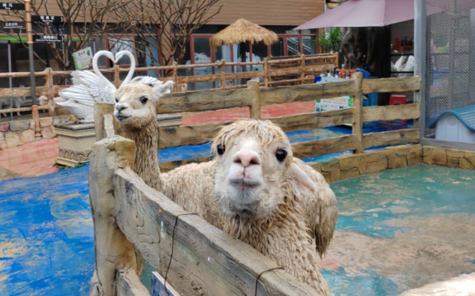 惠州狮子城 || 动物任rua的一天