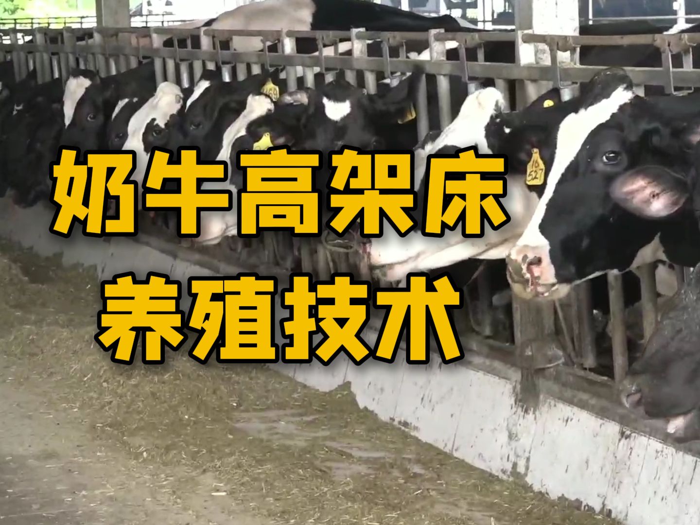 奶牛生态养殖之高架床技术