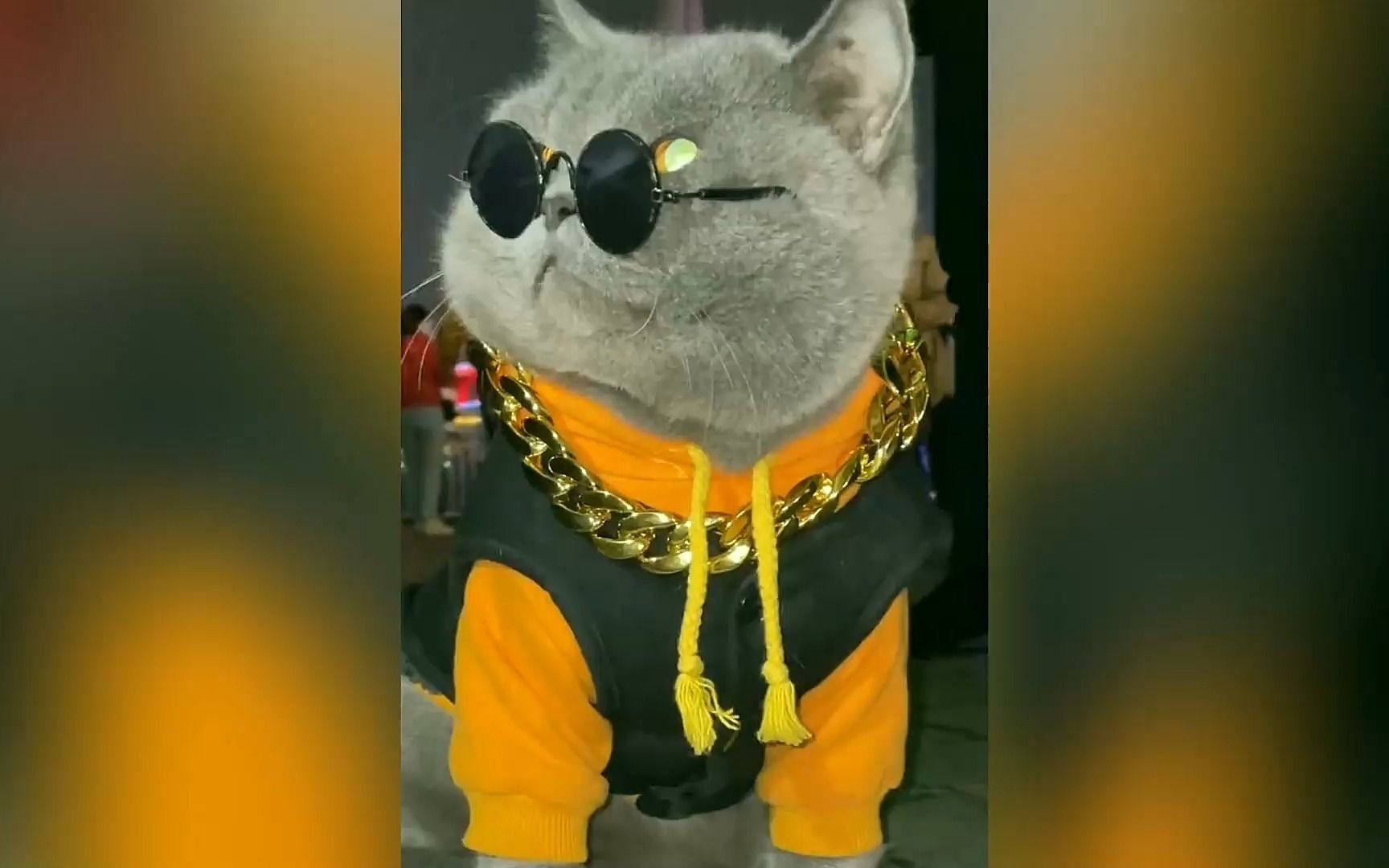 盘点意外去世的6大网红猫咪,你有多久没刷到它们的视频了?