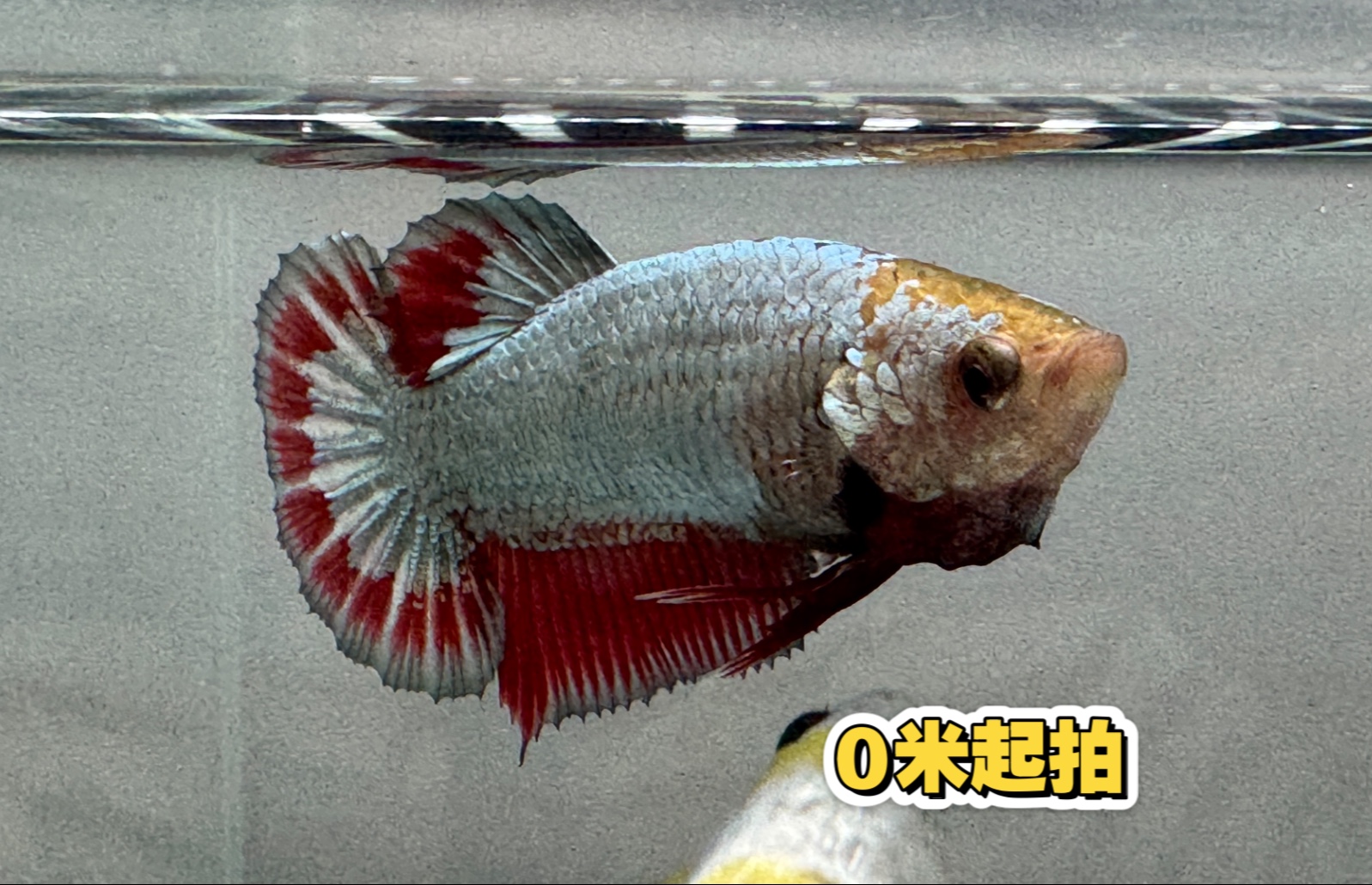 金属色红碟边将军母斗鱼