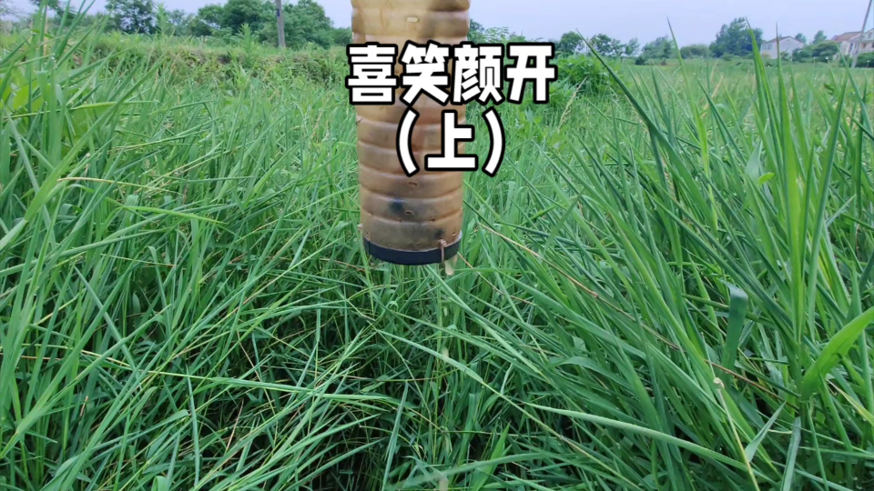 农田里黄鳝成群,喜笑颜开的户外收鳝之旅