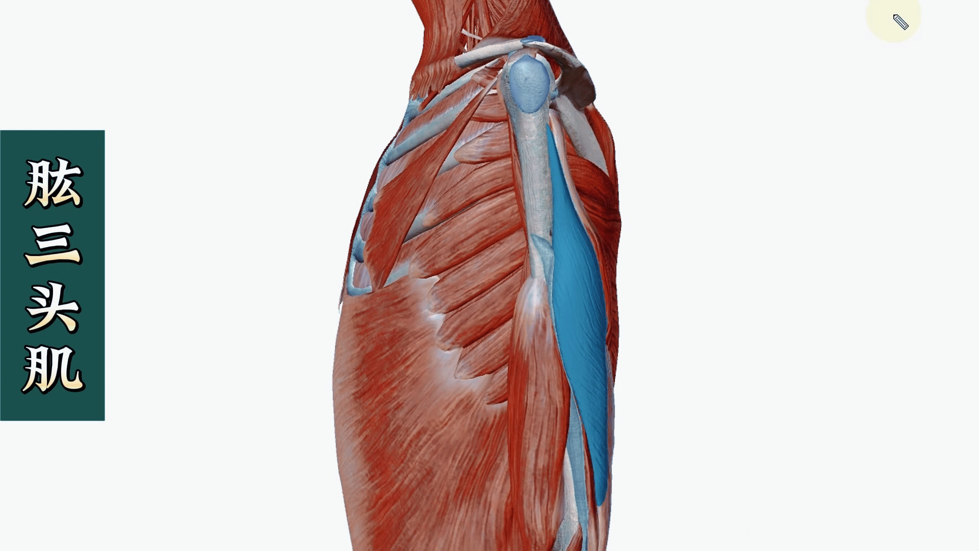 肱三头肌位置图片图片