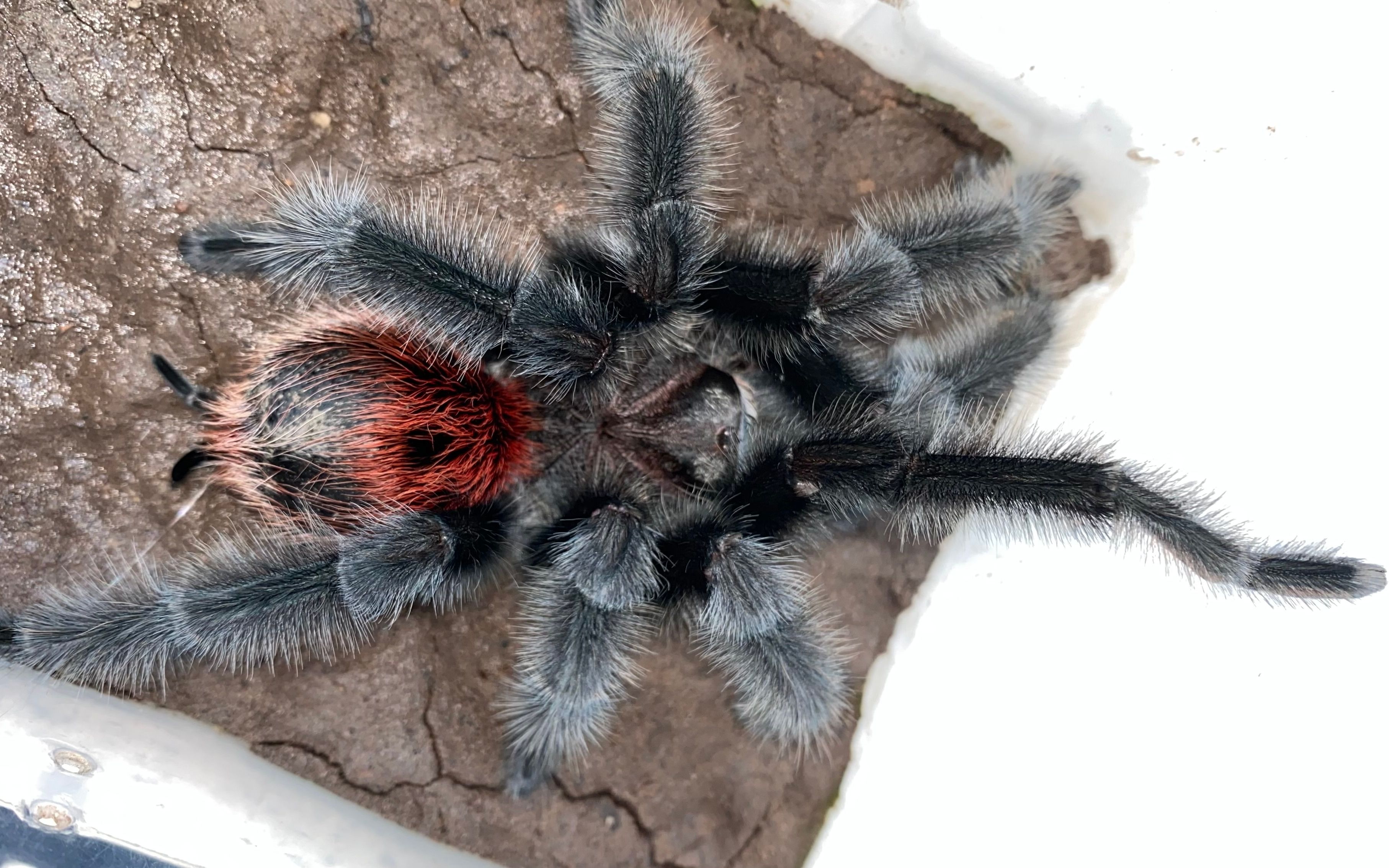 首次记录巴西巨人红尾gi蜕皮纯享版