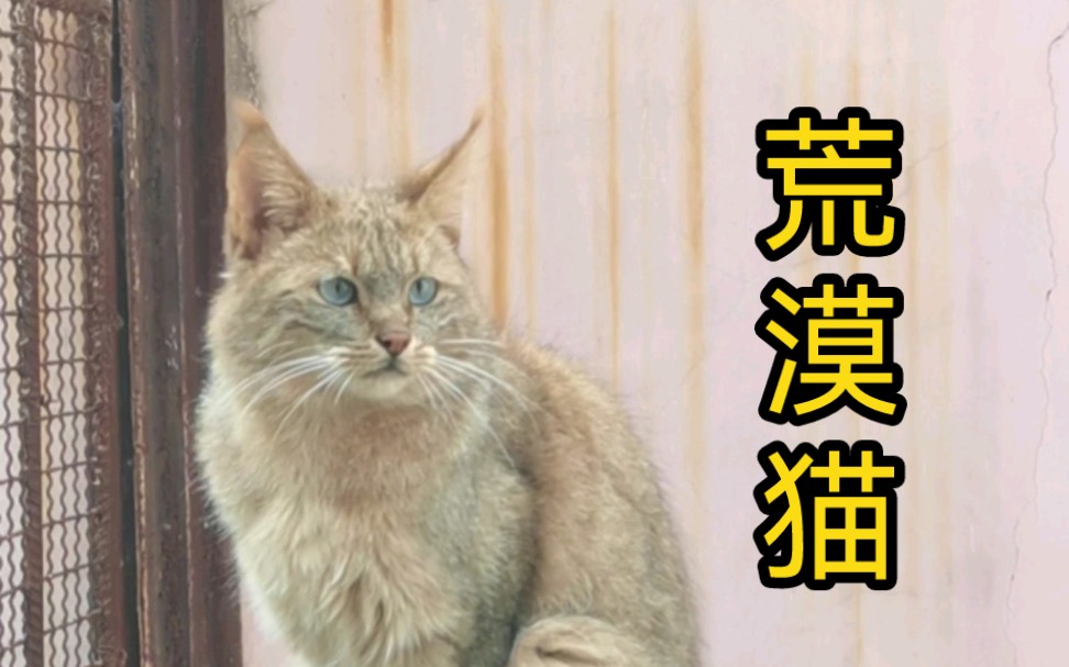 【荒漠猫】最神秘的猫科动物哔哩哔哩bilibili