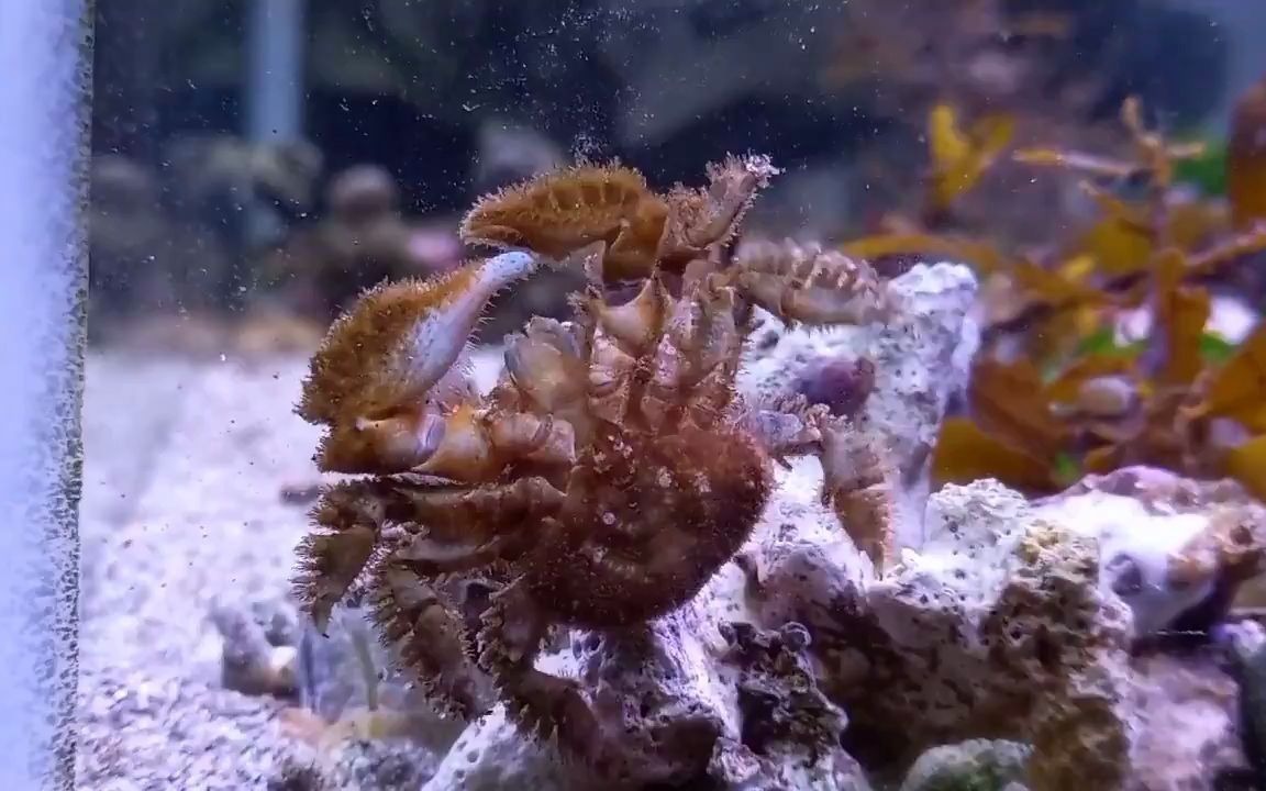 巨足软腹蟹图片