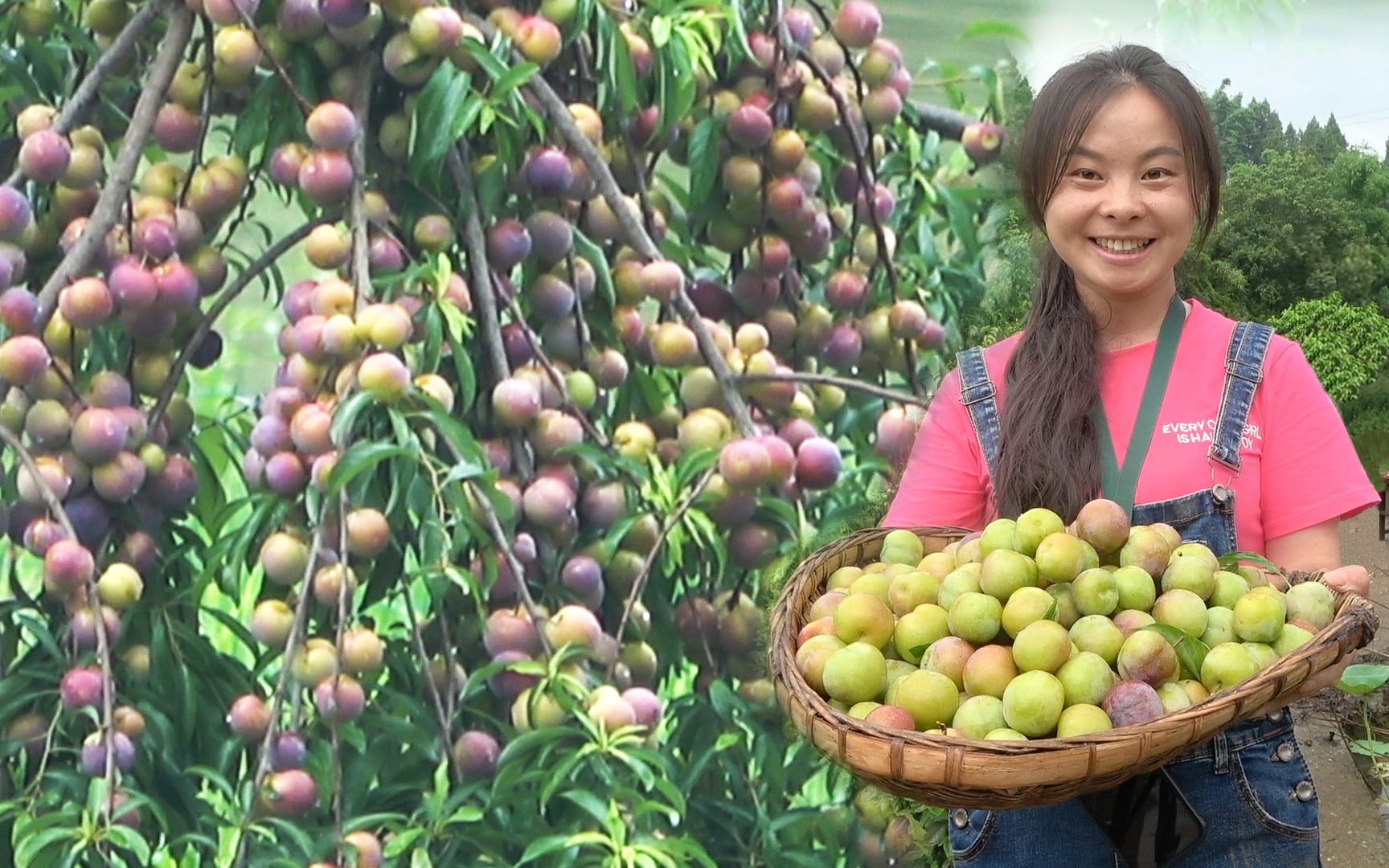 四川最后一批李子成熟,真正的大丰收!