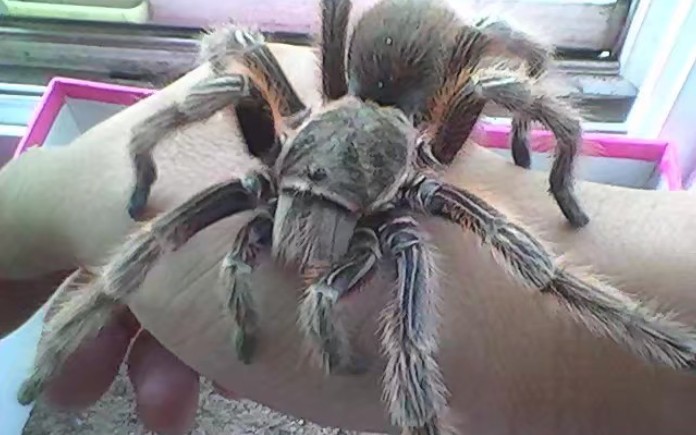 48块钱的日虎成体公已经归西让我们看看公蜘蛛的精拳什么样