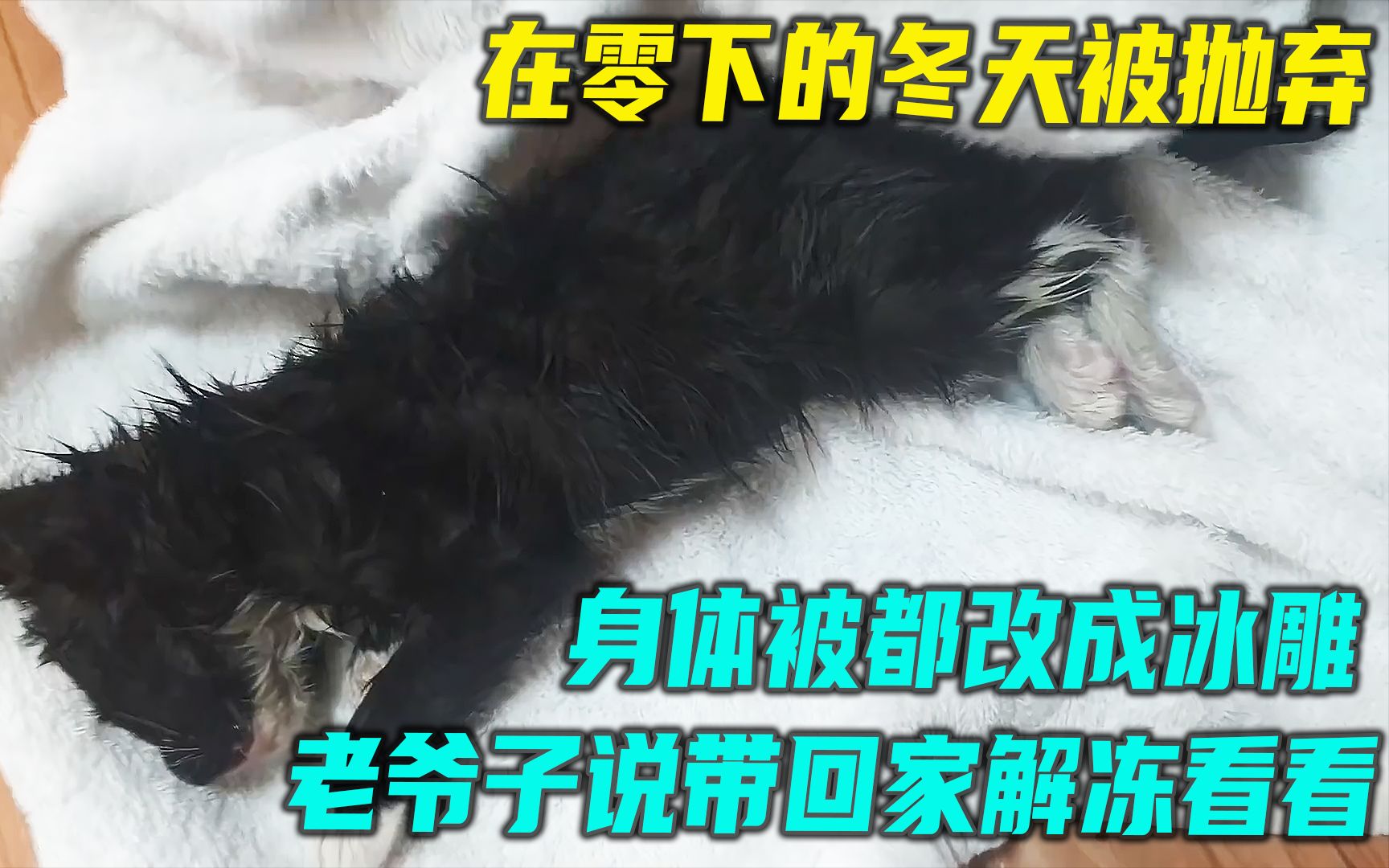 [图]老爷子在外捡到了被冻成冰雕的小猫咪，抱回家解冻后奇迹般活了