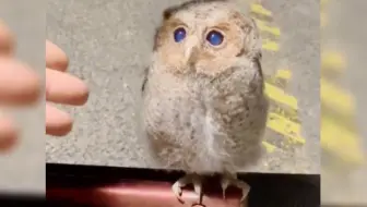 “没想到猫头鹰可以这么软萌可爱!”