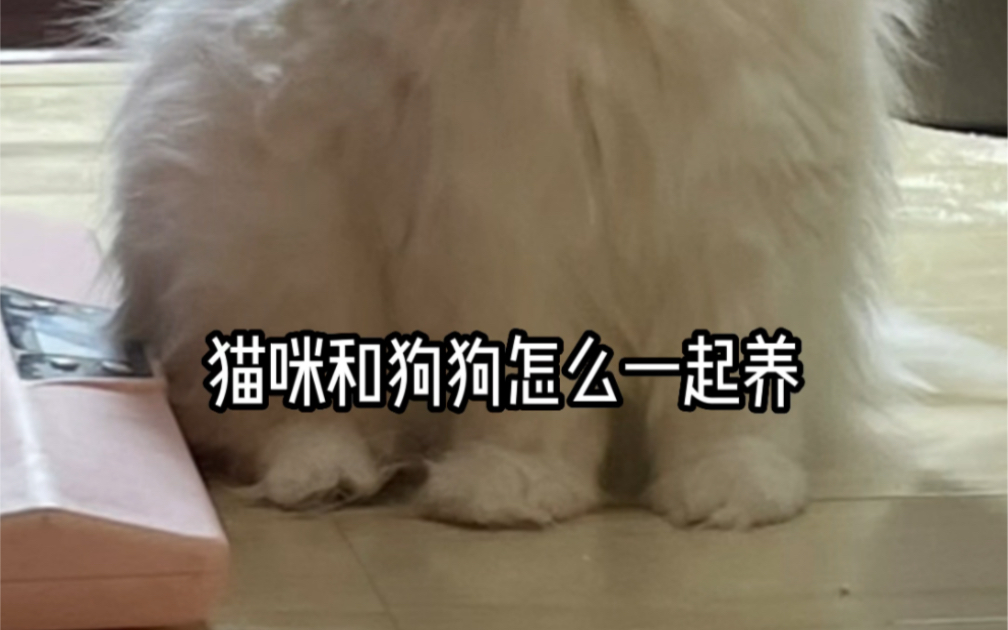 猫咪和狗狗怎么一起养哔哩哔哩bilibili