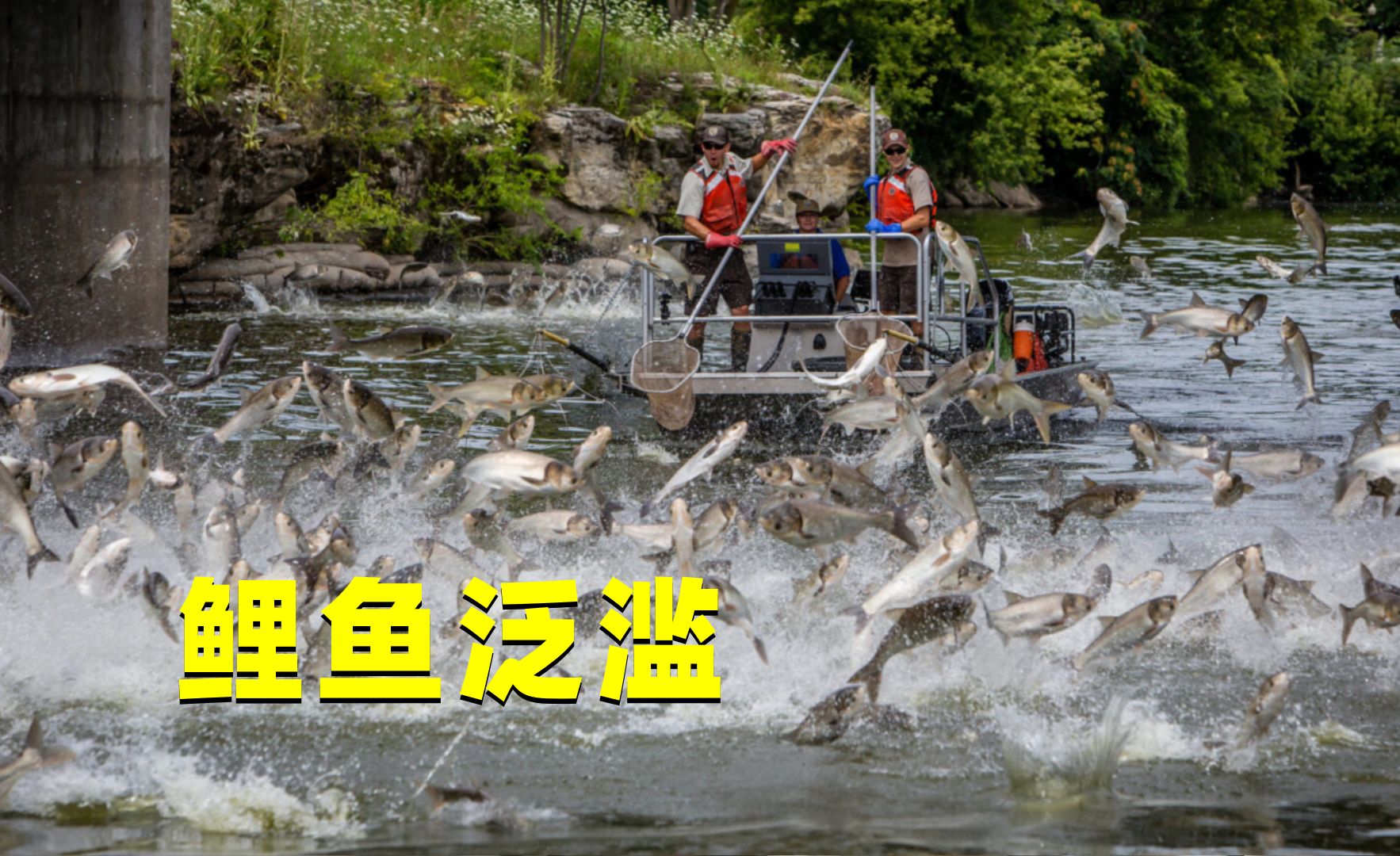 美国亚洲鲤鱼泛滥成灾,花费4亿美元治理,却根本无济于事哔哩哔哩bilibili