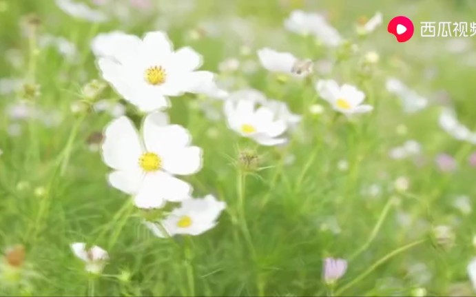 [图]菊花儿爆满山