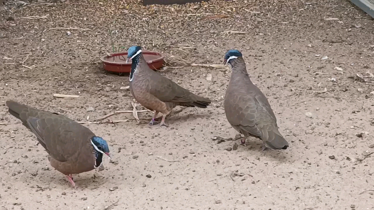 头戴蓝色贝雷帽的鸠鸠蓝头鹑鸠.