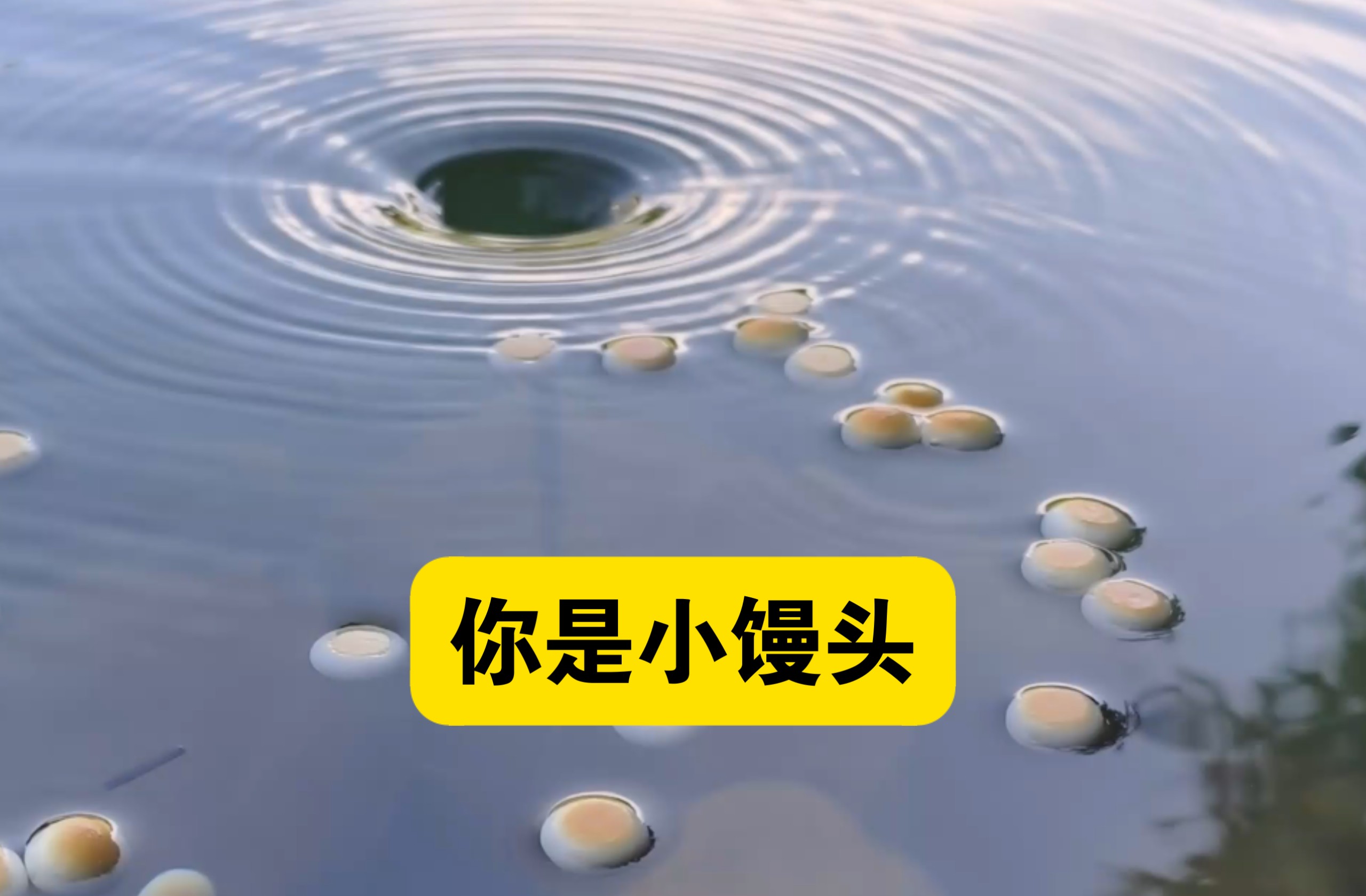 假如你是小馒头
