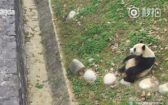 [图]【大熊猫】泰山锅锅：本宝宝不接受三尺以外的零食~