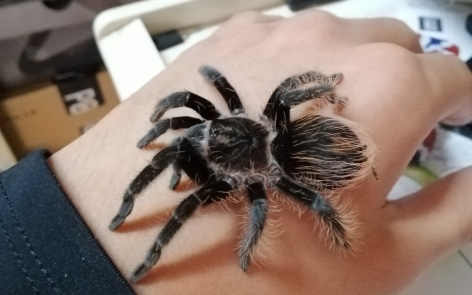 自家捕鸟蛛展示欢迎深圳爬友线下交流面基可以送