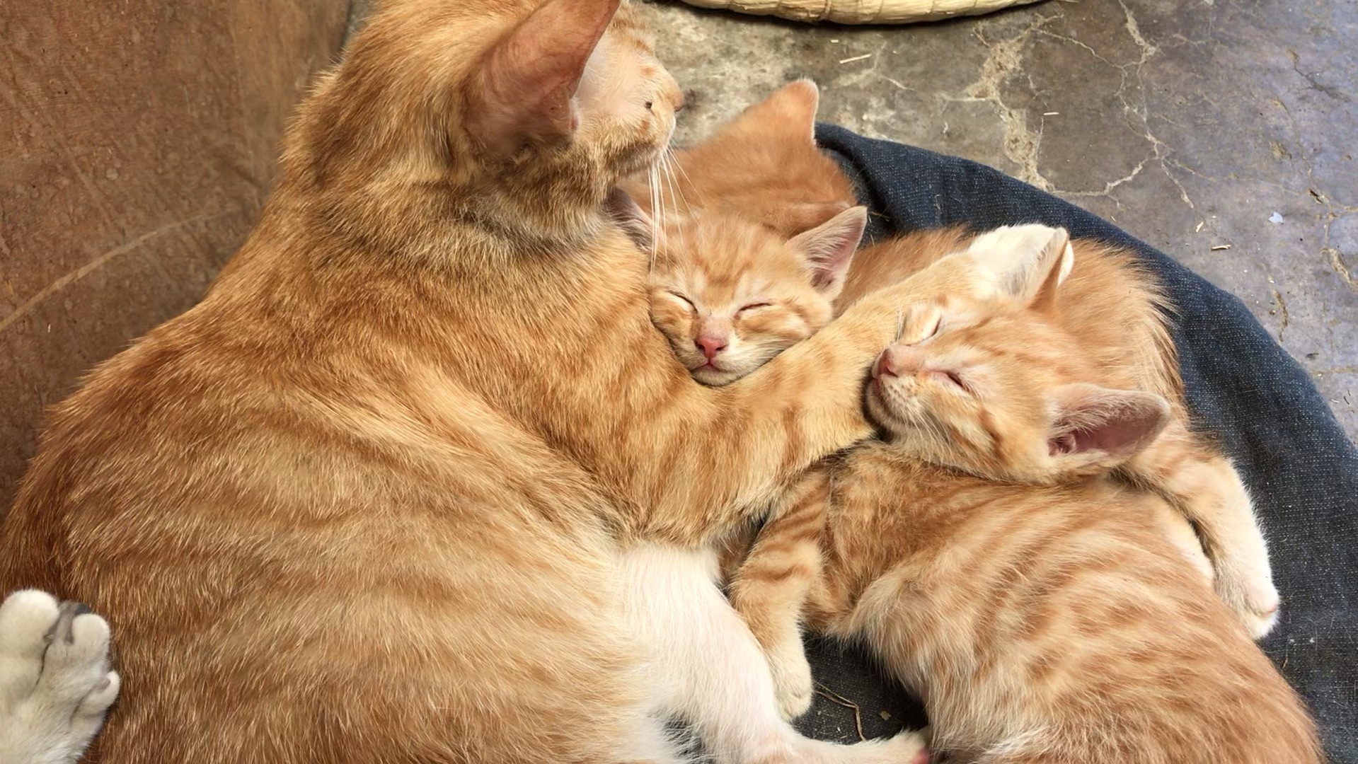 在妈妈怀里乖乖睡觉的猫宝宝们
