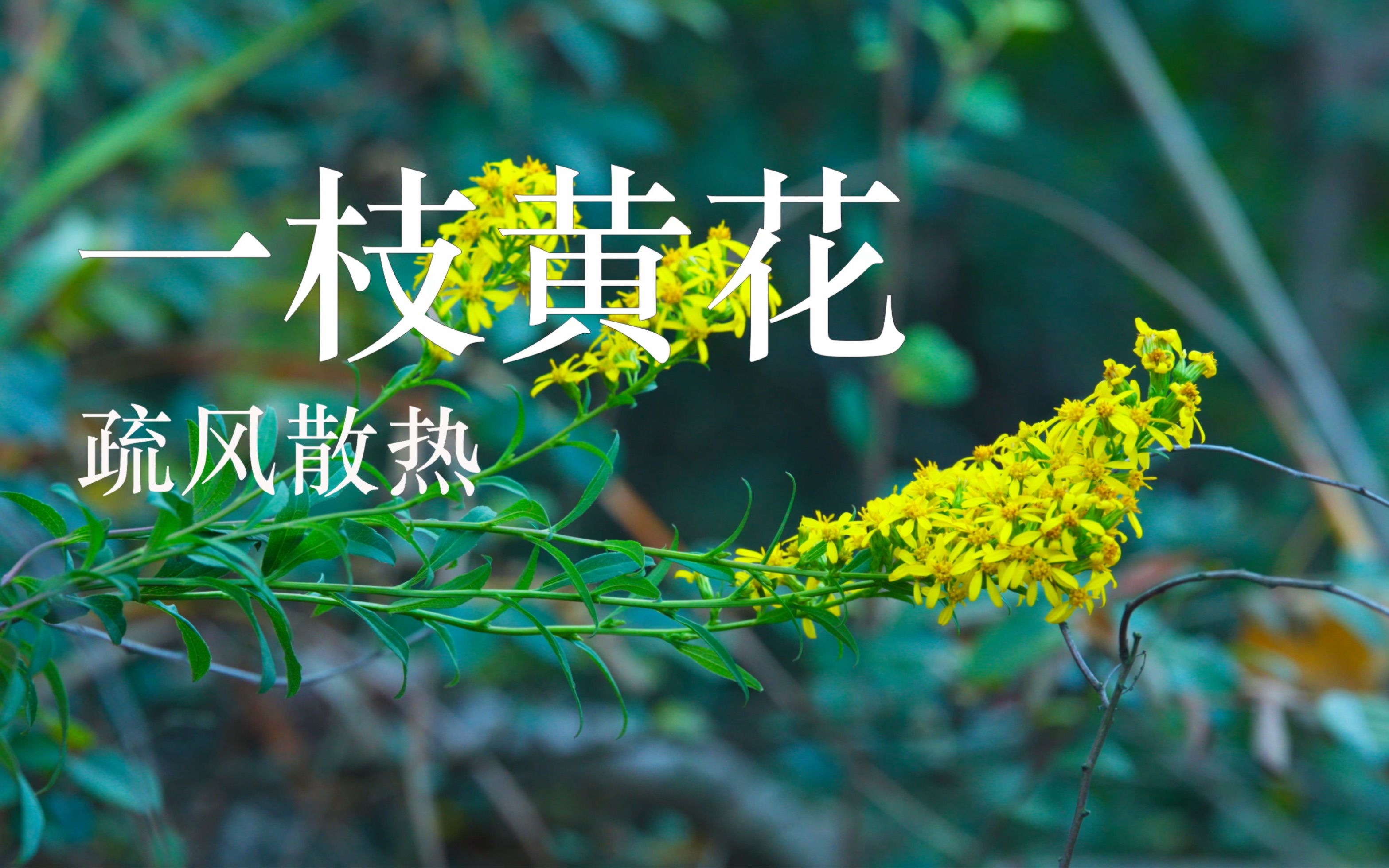 [图]【一枝黄花】有两种一枝黄花，一种危害极大，一种价值极大