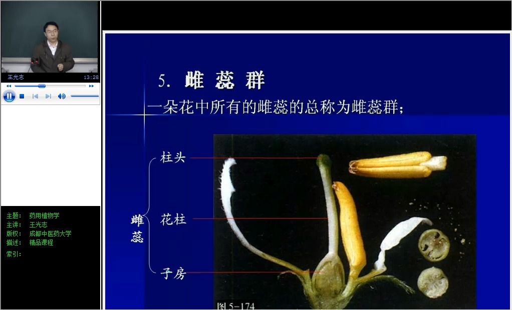 雄蕊和雌蕊图片