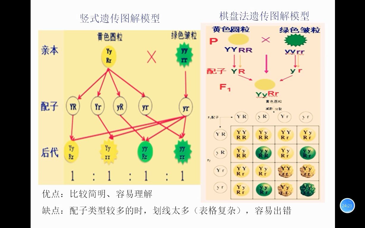 [图]高中生物必修2（新高考）第1章第2节孟德尔豌豆杂交实验（二）--（2）