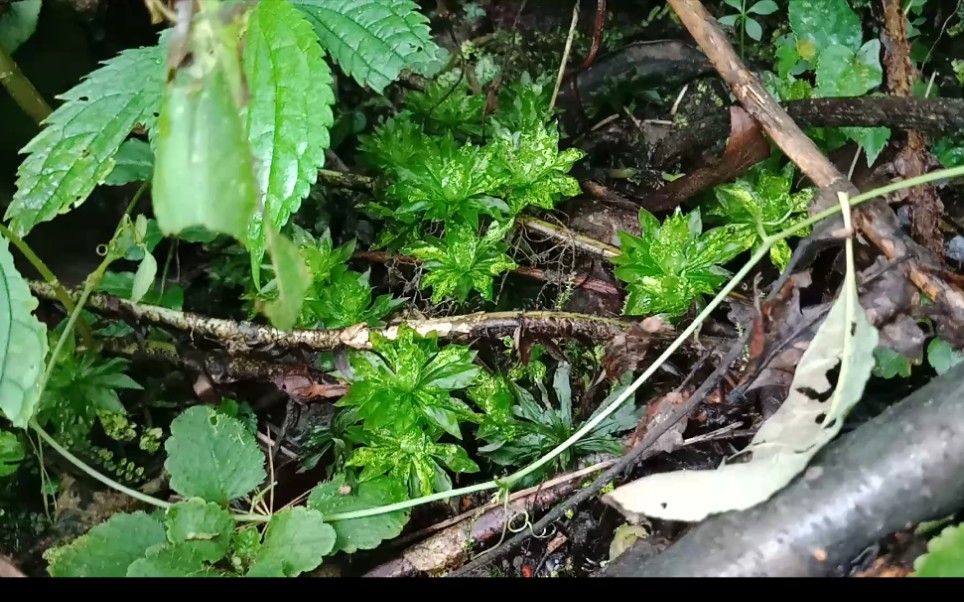 野生的翡翠莲花藓和暖地大叶藓!